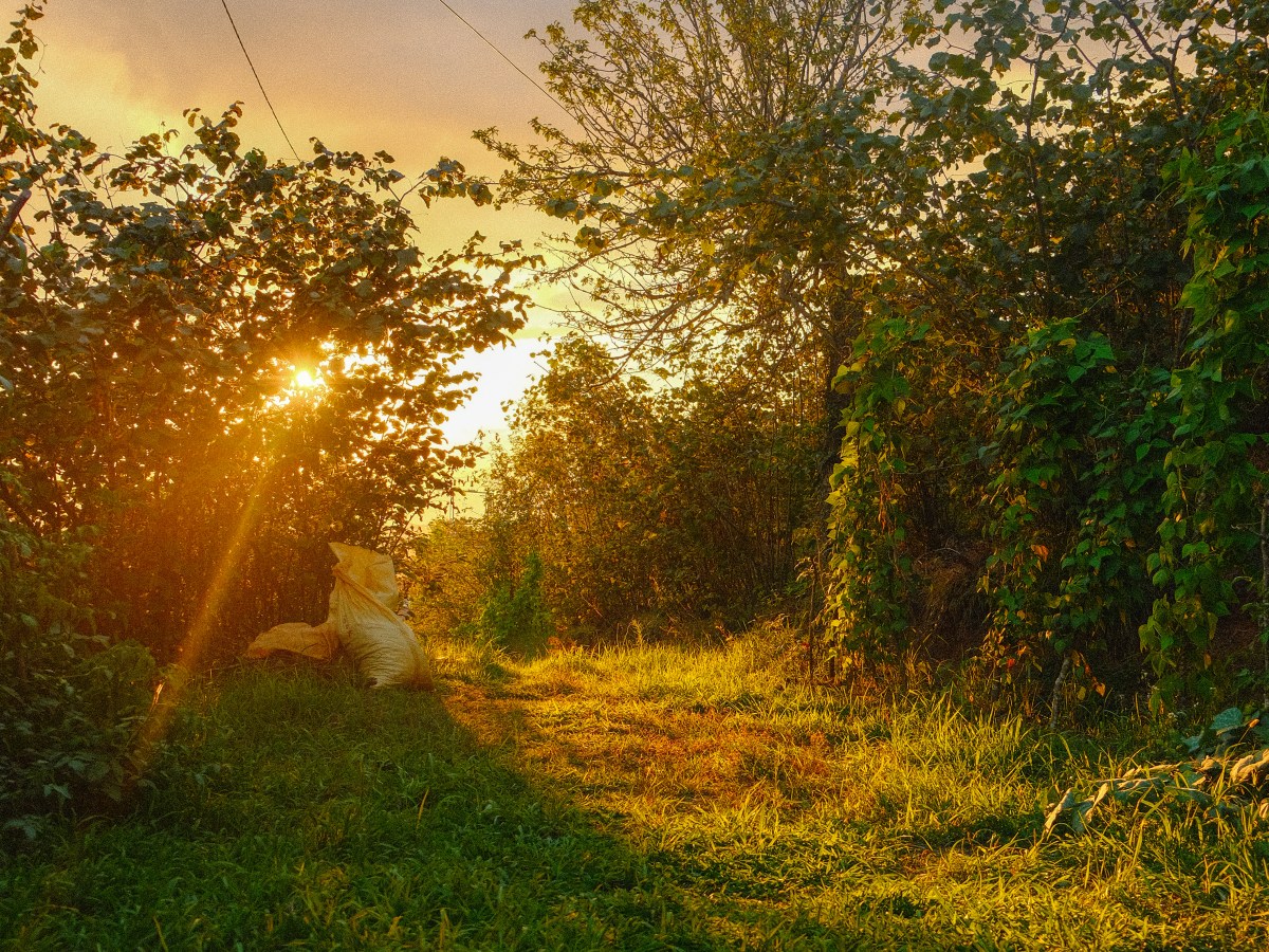 Hazelnut Harvest at Ordu – Summer in&nbsp;Turkey