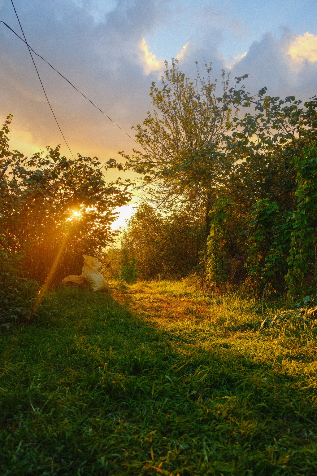Hazelnut Harvest at Ordu – Summer in&nbsp;Turkey