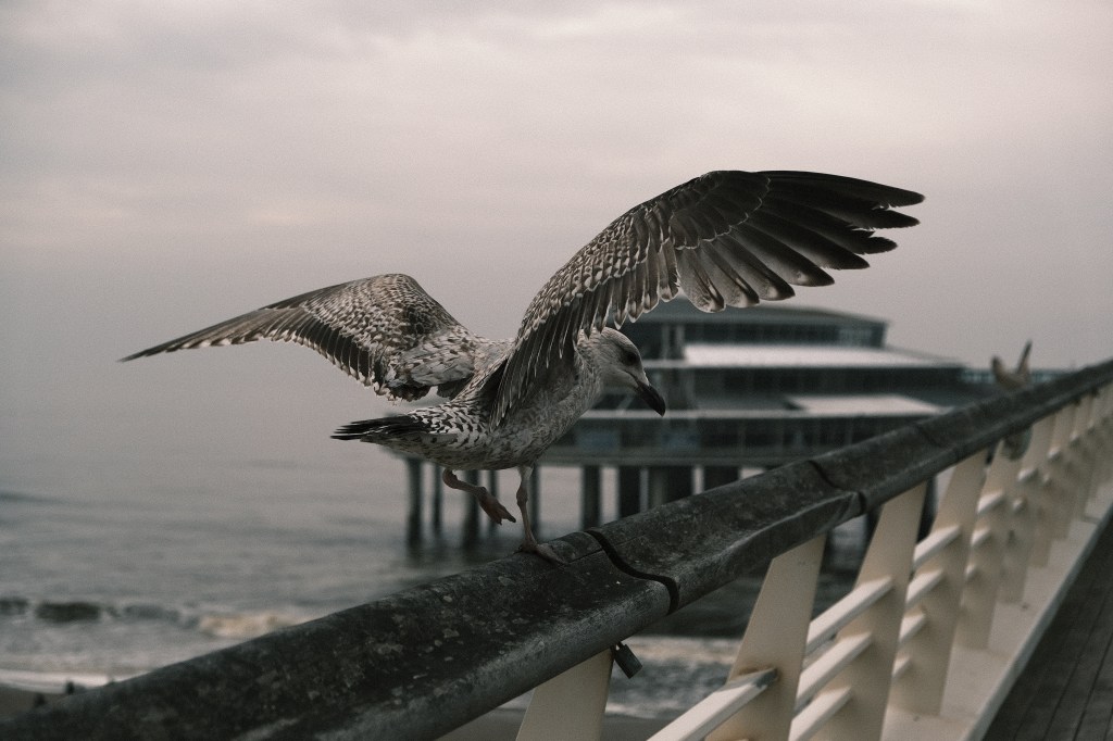 Leiden / Den&nbsp;Haag